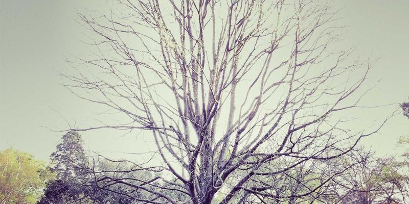 博奥教育家长课堂：如何配合机构做好孩子的教育培训与留学申请规划