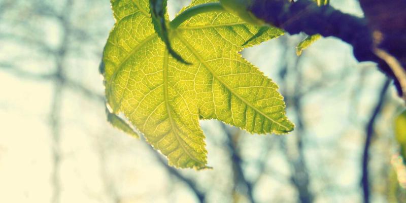 博奥教育解析：三大国际课程（IB/AP/A-Level）如何无缝衔接大学课程，实现学术飞跃