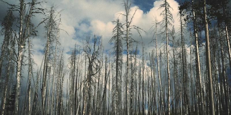 博奥教育：语言培训与留学申请双轮驱动，如何规划你的国际化升学之路？